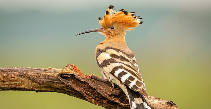 pájaro